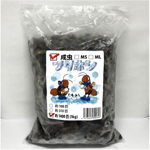 【北海道地方のお客様】冷凍コオロギ1kg M・Lサイズ（フタホシコオロギ） 送料無料・邑楽ファーム】【クール便発送】冷凍フタホシコオロギ 成虫