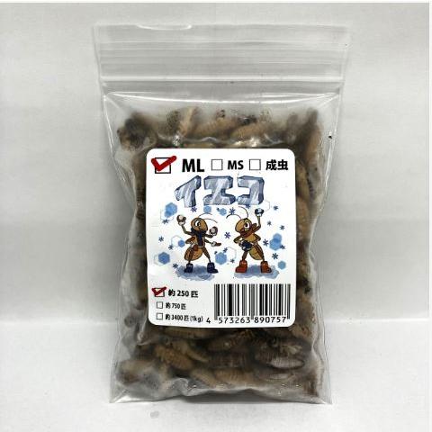 【送料無料・邑楽ファーム・クール便発送】冷凍イエコオロギ　ＭＬサイズ(約250匹入り)（Yahoo!・ペットグッズ りりあ）