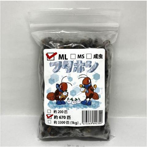 【送料無料・邑楽ファーム・クール便発送】冷凍フタホシコオロギ　ＭＬサイズ(約670匹入り)（Yahoo!・ペットグッズ りりあ）