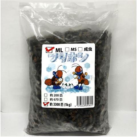 【送料無料・邑楽ファーム・クール便発送】冷凍フタホシコオロギ　ＭLサイズ　１ｋｇ(約3300匹入り)（Yahoo!・ペットグッズ りりあ）