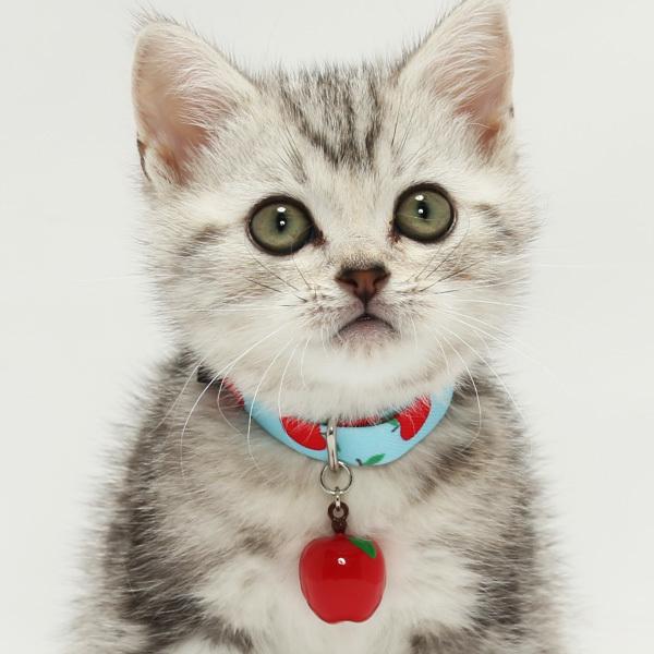 猫 首輪 「 赤リンゴ 」 かわいい りんご 鈴大きめ アップル 猫 首輪 「 赤リンゴ 」 かわいい りんご 鈴大きめ アップル