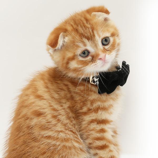猫 首輪 名入れ 「 千鳥 」 ( 迷子札付き 仕様 ) 名札 飼い主名