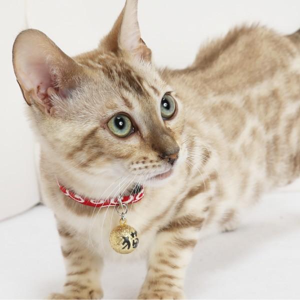 猫 首輪 「 日本製 唐草模様 」 ( 猫文字鈴 仕様 ) かわいい 和柄 和風
