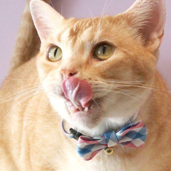 猫 首輪 パステルチェック 鈴付き 仕様 かわいい パステルカラー