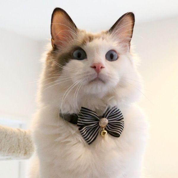 ぶんちゃん、ジューンブライド、シングルリボン(①)わんちゃん猫ちゃん用首輪 ぶんちゃん、ジューンブライド、シングルリボン(①)わんちゃん猫