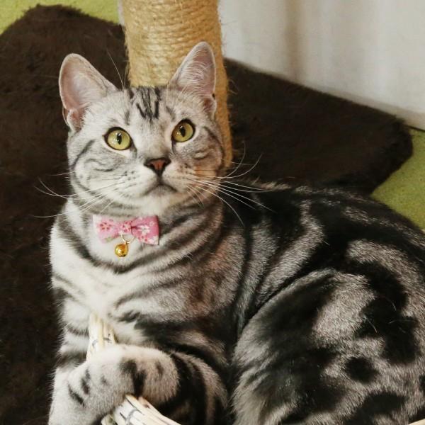 プッチ、和風ひな祭り(黒③)わんちゃん猫ちゃん用首輪 猫ちゃん用首輪 ☆ 和花柄 和風 安全バックルタイプ セーフティ