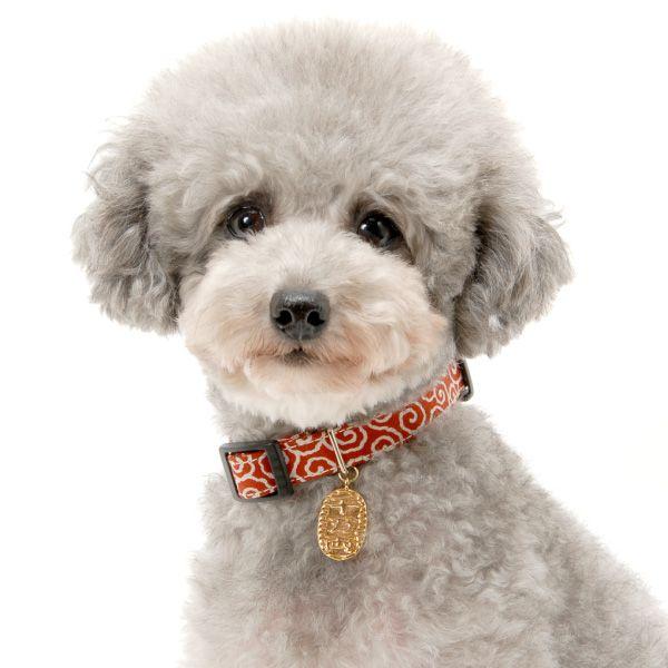 犬 首輪 千万両チャーム付き 唐草模様 単品 Sサイズ 小型犬用 Coll Am Dkarakusa 1 ペットグラフィックプロダクト 通販 Yahoo ショッピング