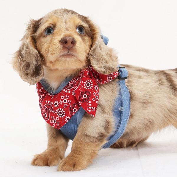 犬用 ハーネス ペイズリーバンダナ 単品 1号サイズ 2号サイズ 小型犬 犬 ハーネス デニム Coll Am Pais H01 ペットグラフィックプロダクト 通販 Yahoo ショッピング
