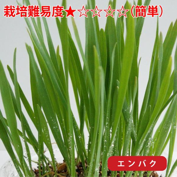 ウサギ 餌 うさぎさんの健康生野菜 大人気 種単品 生牧草