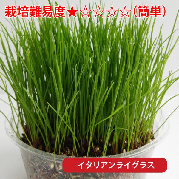 ウサギ 餌 「 うさぎさんの健康生野菜 」( 種単品 ) 生牧草 草 種 無