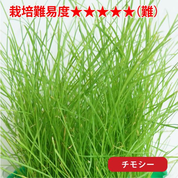 ウサギ 餌 「 うさぎさんの健康生野菜 」( 種単品 ) 生牧草 草 種 無