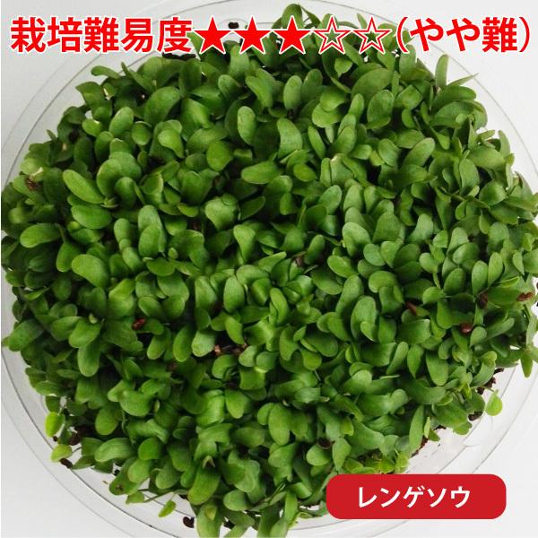うさぎさんの健康生野菜 ( 種単品 ) ウサギ 餌 生牧草 草 無農薬