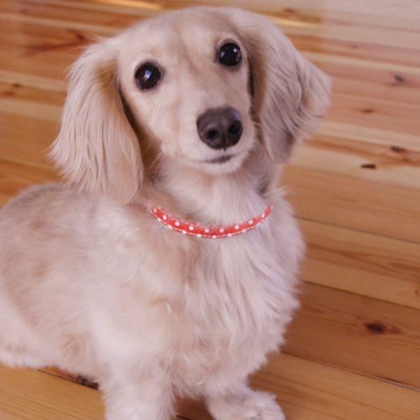 犬の手作り首輪専用 ネームプリントオプション 本体は付属されません
