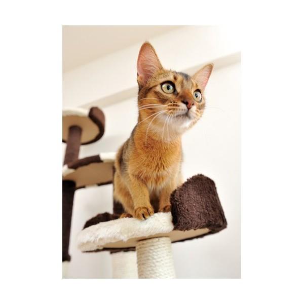 キャットタワー 猫タワー 据え置き型 ケージ ゲージ おしゃれ アドメイト Add.Mate 猫のおあそびポール お魚ファミリー ハイタイプ 室内の画像