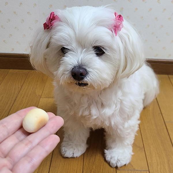 ボーロちゃん 犬用おやつ 体にうれしい 大粒 100g お菓子 国産 保存料
