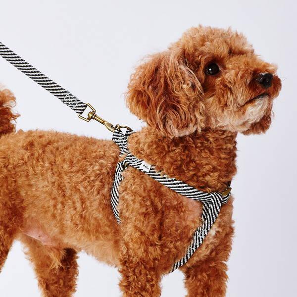 Petio（ペティオ） 犬用リード 光る 反射 抗菌加工 犬用引き紐 