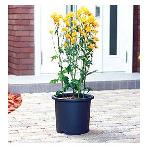 菊鉢 5号 鉢 ガーデニング 家庭菜園 ベランダ菜園 プランター アイリスオーヤマ Megastore Paypayモール店 通販 Paypayモール