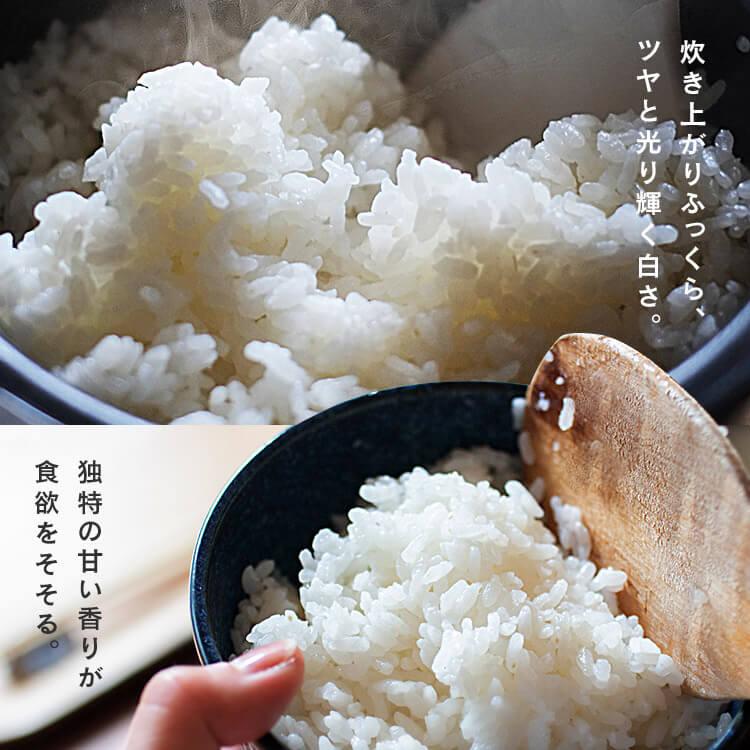 新米 令和5年産 米 無洗米 2kg 新潟県産 こしひかり お米 精米 低温