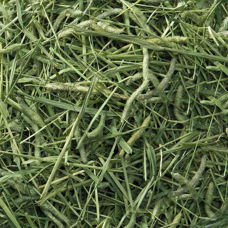 ミニマルランド チモシー 6袋 1kg×6袋セット うさぎ 一番刈り バニー