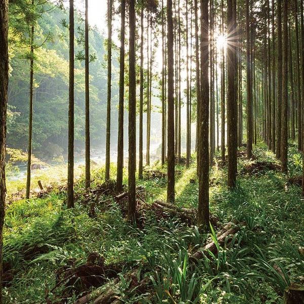 割りばし 割り箸 ひのき 奈良県吉野産の桧を使った元禄箸 100膳