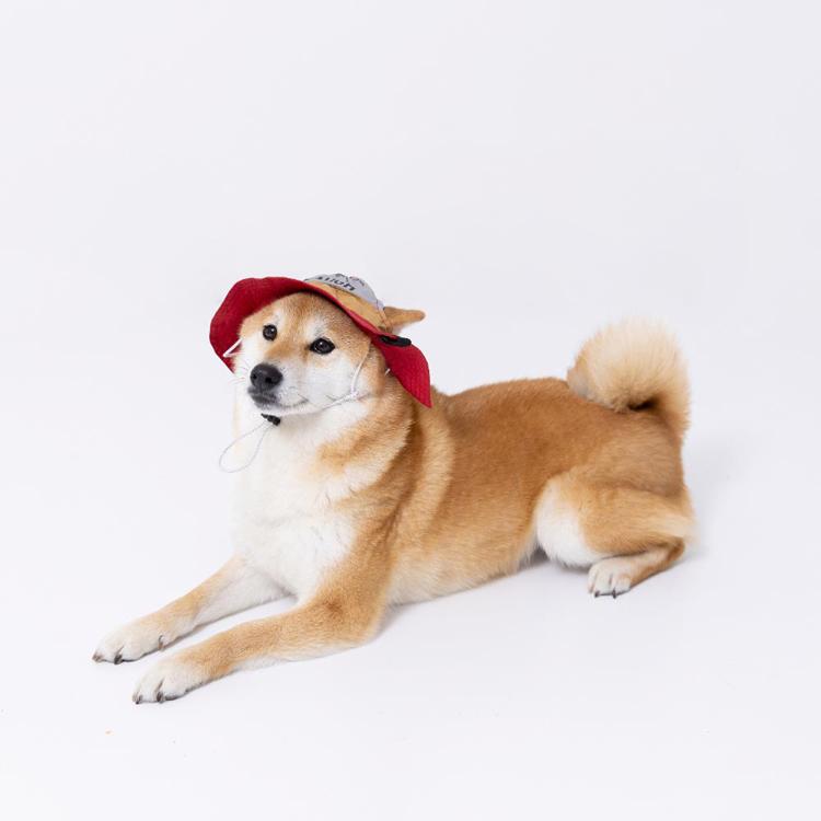 pipi 犬 帽子 夏 犬帽子 PiPi サファリハット Lサイズ おしゃれ 日除け