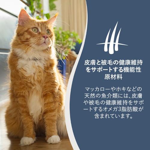 ジーウィーピーク スチーム&ドライ・キャットフード ビーフ 2.2kg