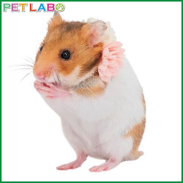 Amo K アモワークス ハムスター用 矢車草首輪 カラー ハーネス 胴輪 インスタ おしゃれ かわいい ペット用品通販ペットラボ 通販 Yahoo ショッピング