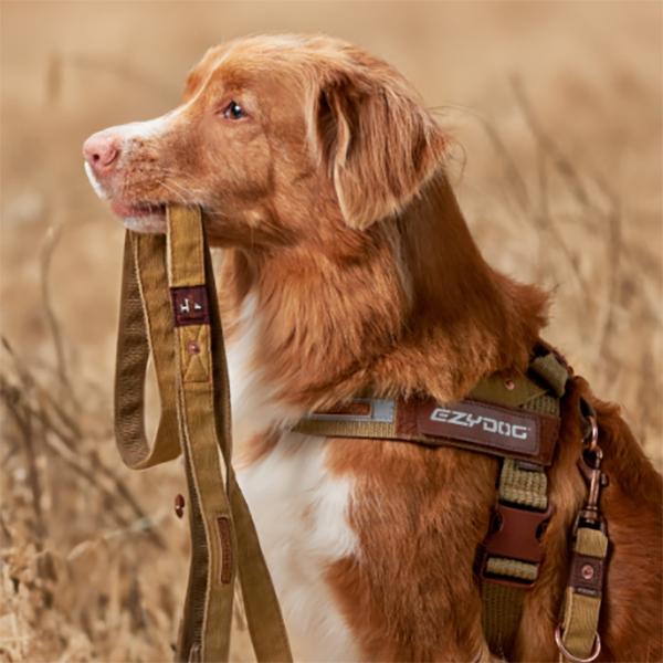 EZYDOG(イージードッグ) エクスプレスハーネス・コーデュロイ