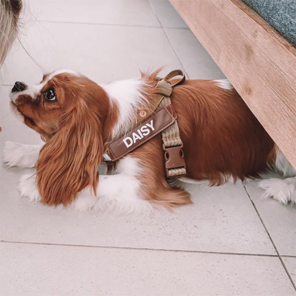 EZYDOG(イージードッグ) エクスプレスハーネス・コーデュロイコレクション(Mサイズ)　犬用 胴輪 散歩 オリジナルラベル_2