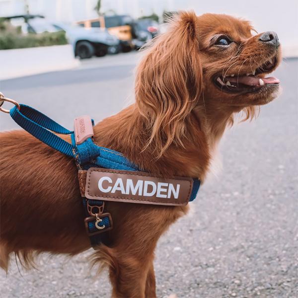 EZYDOG(イージードッグ) エクスプレスハーネス・プレミアムデニム