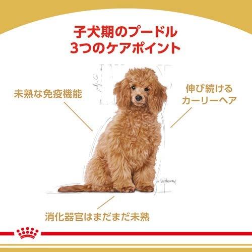 ロイヤルカナン ブリードヘルスニュートリション プードル 子犬用 ( 800g )/ ロイヤルカナン(ROYAL CANIN) ( ドッグフード ) | ロイヤルカナン | 01