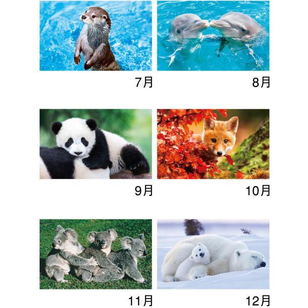かわいい動物たち アニマルズ 12ヵ月 メモ付きカレンダー 壁掛け 2024年カレンダー 令和6年カレンダー　どうぶつカレンダー　アニマルカレンダー  癒し｜petmania｜03