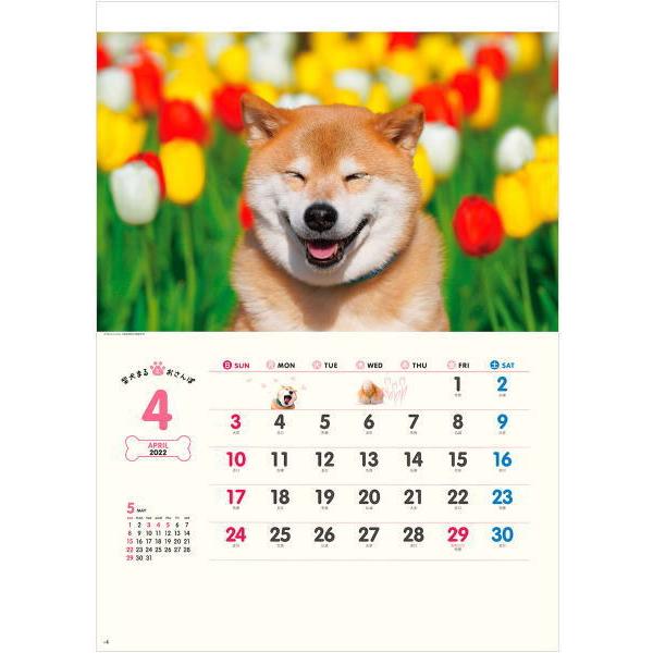 柴犬まるとおさんぽカレンダー 21年 カレンダー カレンダー21 令和3年 壁掛けカレンダー いぬ 犬カレンダー 12ヶ月 Nk 35 ペットマニア 通販 Yahoo ショッピング