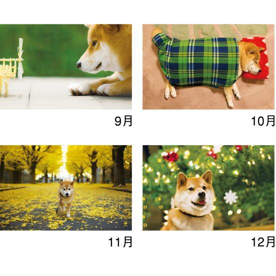 柴犬まるとおさんぽカレンダー かわいい 犬カレンダー 壁掛け 12ヶ月 カレンダー 23 令和5年 カレンダー ペット どうぶつ アニマル Nk 35 ペットマニア 通販 Yahoo ショッピング