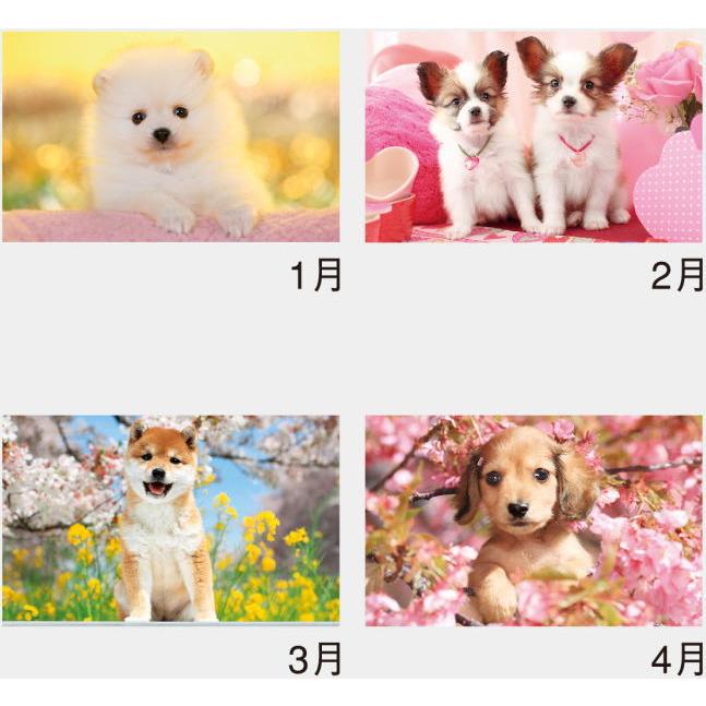 カレンダー 2026 犬 サンキュー・ドッグ カレンダー2026 コンパクト