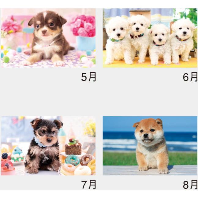 カレンダー 2026 犬 サンキュー・ドッグ カレンダー2026 コンパクト