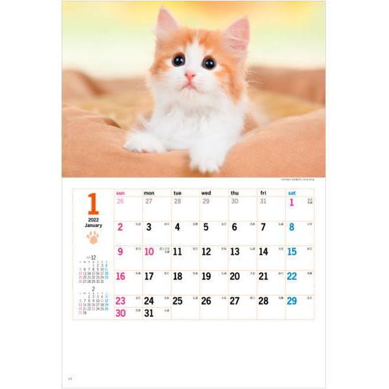 サンキュー キャット かわいい 子猫 コンパクトサイズ 壁掛け カレンダー2022 令和4年 猫カレンダー アメショー マンチカン ロシアンブルー Nk 455 ペットマニア 通販 Yahoo ショッピング