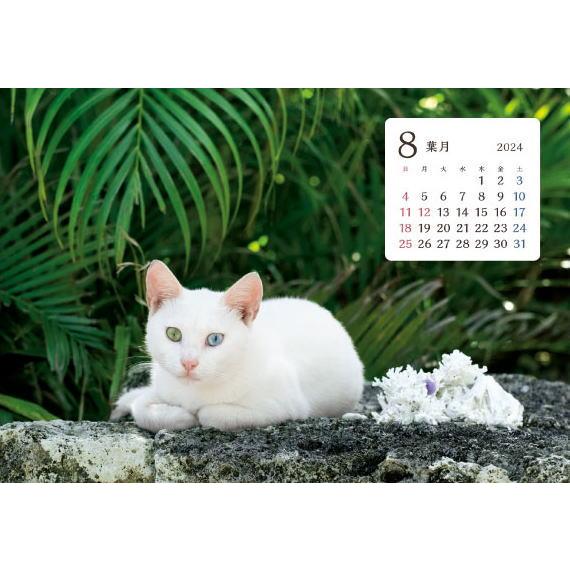 2024 卓上カレンダー　猫さんぽ (ワイド)  15.7×18cm　脚付き台紙(黒色)　六曜入り　かわいい　猫の写真集　ねこカレンダー　どうぶつカレンダー　　　｜petmania｜02