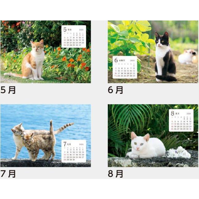 2024 卓上カレンダー　猫さんぽ (ワイド)  15.7×18cm　脚付き台紙(黒色)　六曜入り　かわいい　猫の写真集　ねこカレンダー　どうぶつカレンダー　　　｜petmania｜05