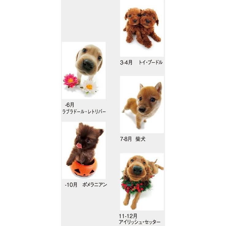 カレンダー 2027 壁掛け 犬 キューティードッグ コンパクトサイズ