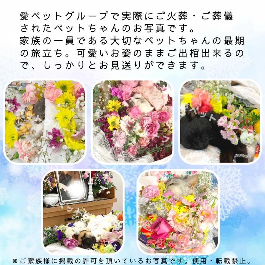 ペット用棺（ひつぎ）ご火葬までのペットの遺体安置は、このパーフェクト１つで充分！　Mサイズ |  | 05