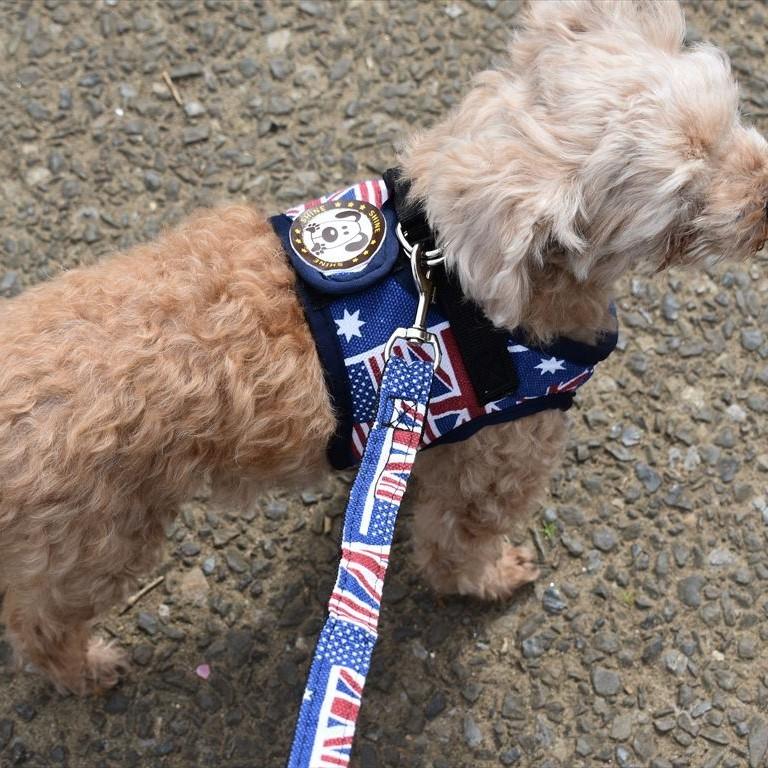 刻印無料 ペット用ハーネス 迷子札 ハーネスリード3点セット 犬用