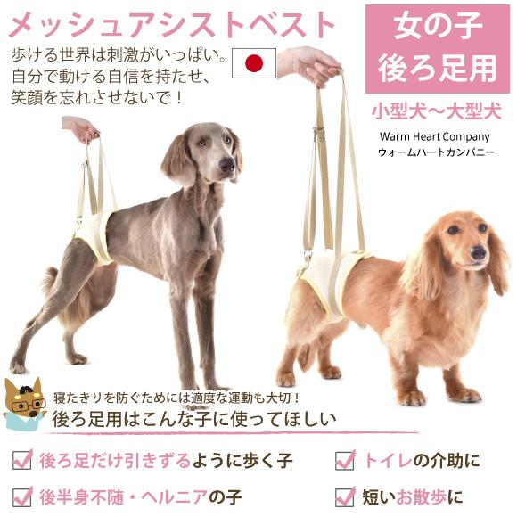 犬 介護用ハーネス 介護 歩行補助 ハーネス メッシュ アシスト ベスト 後ろ足 用 ＭＬ 大型犬 用  高齢犬 シニア 老犬 足腰 筋力 低下 サポート 立ち上がり｜petnext｜02