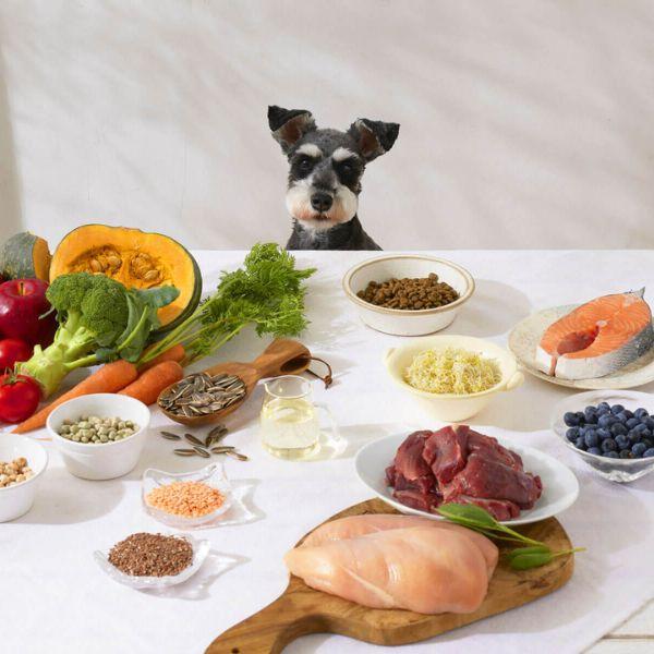 ソルビダ グレインフリー チキン 室内飼育体重管理用 3.6kg SOLVIDA