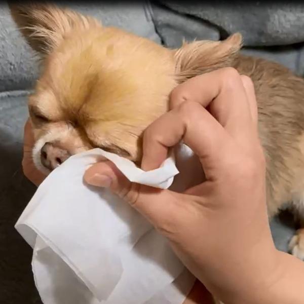 Pet-Cool（ペットクール） 【公認店】Pet-Cool Body Care スプレー