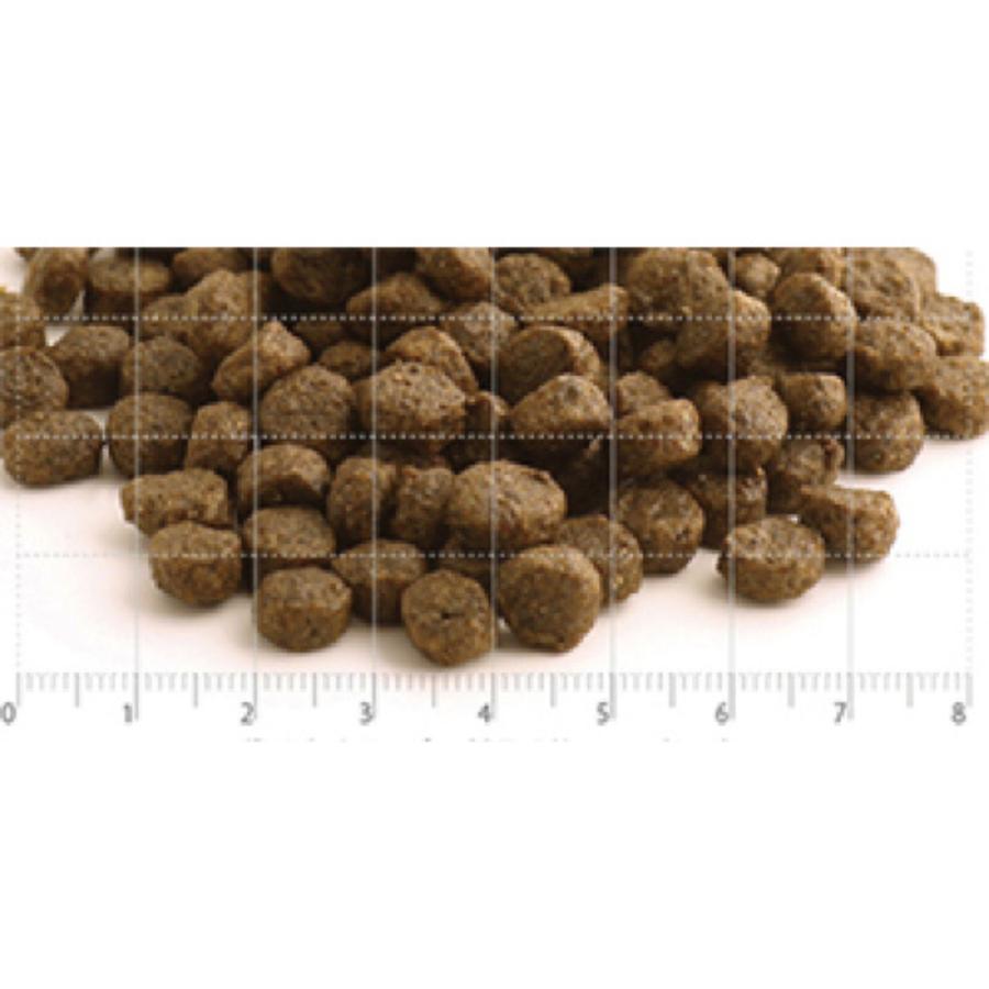 フィッシュ4 ドッグ ファイネスト パピー 6kg 子犬用 グレインフリー