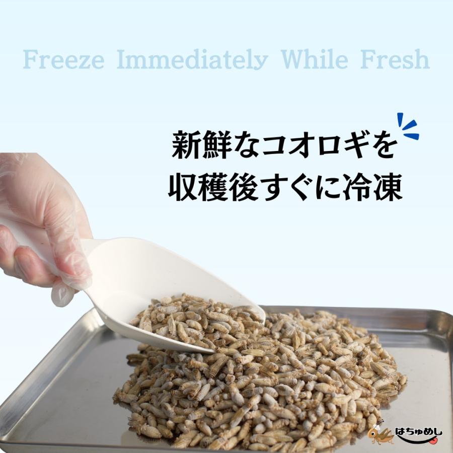清潔コオロギ　2kg 2.0〜2.5cm多め　冷凍コオロギ 清潔コオロギ 2kg 2.0〜2.5cm多め 冷凍コオロギ