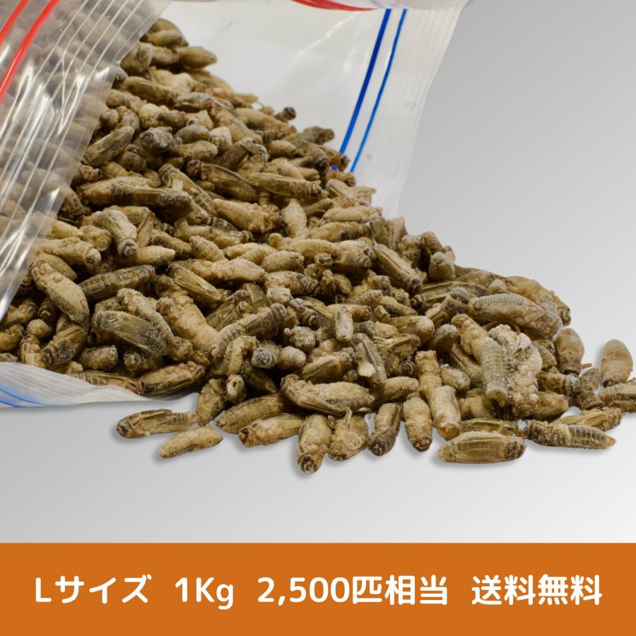 冷凍コオロギ4キロ（爬虫類、亀などの餌に）