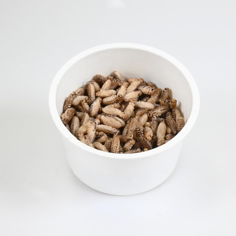 特価　訳アリ　冷凍コオロギ 約3キロ　袋入り 特価 訳アリ 冷凍コオロギ 約3キロ 袋入り