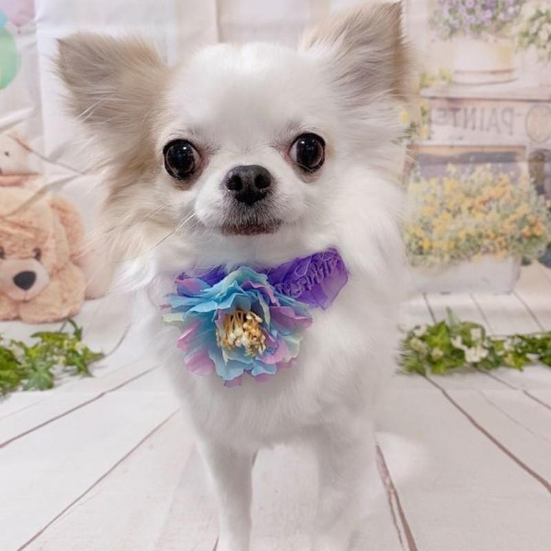 メール便可 ペット用チョーカー 犬用チョーカー ゴージャスフラワーチョーカー 輪s Gn 5 6本入 アクセサリー リボン 業務用 ペットのdmsコミュニケーション 通販 Yahoo ショッピング